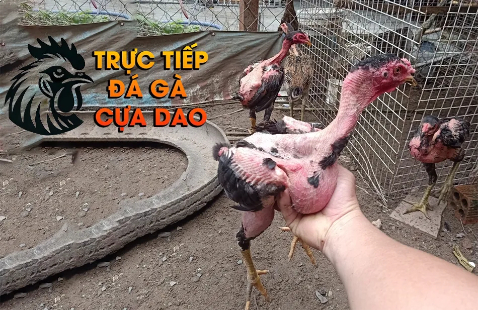 Cách chọn mua gà chọi con giống - "Vàng" hay "thau" nằm ở sự lựa chọn TRUCTIEPDAGACUADAO