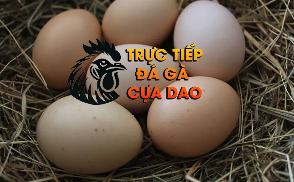Bí Quyết Chọn Trứng Gà Chọi: Bí Quyết Để Chọn Được Trứng Tốt TRUCTIEPDAGACUADAO