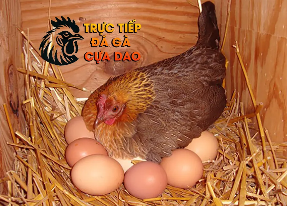 Những Chu Kỳ Sinh Sản Của Gà Chọi TRUCTIEPDAGACUADAO