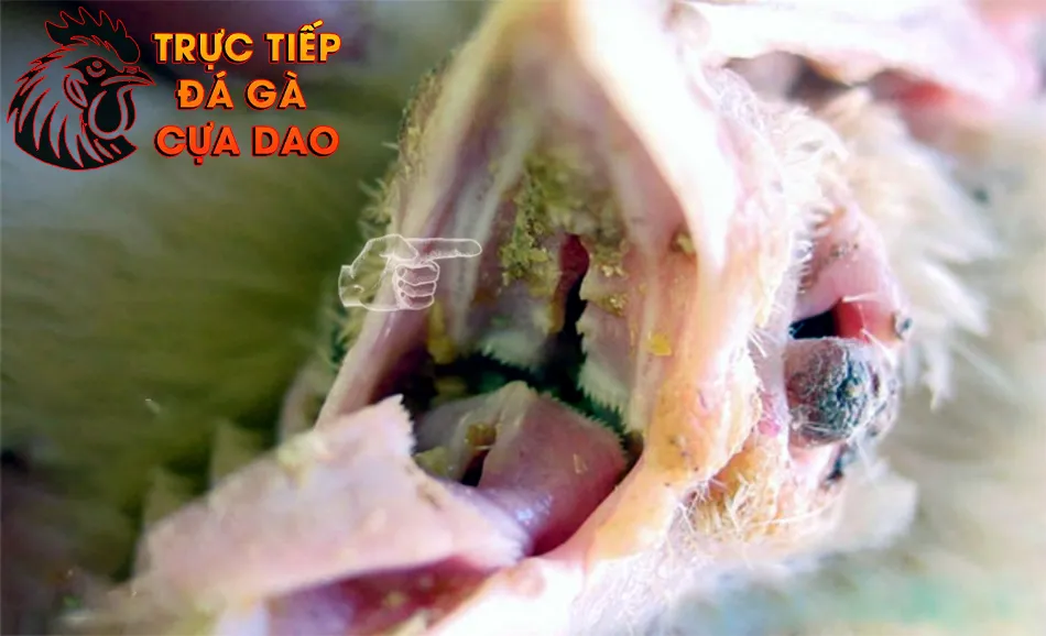 Các biện pháp chữa trị hiệu quả phương pháp dân gian và thuốc đặc trị TRUCTIEPDAGACUADAO