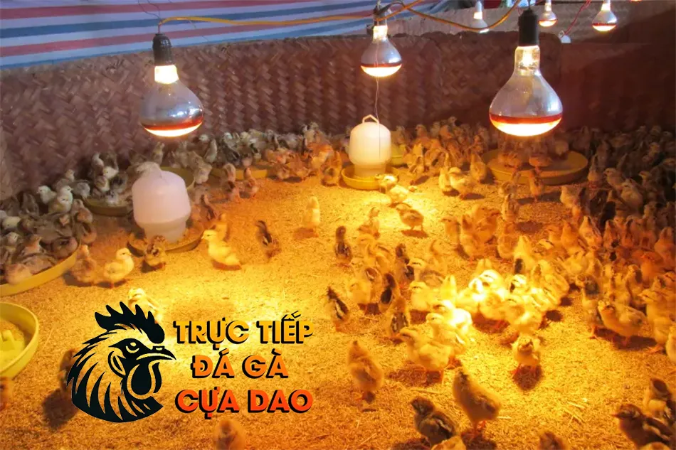 Cần chuẩn bị chu đáo trước khi đón gà chọi con mới nở TRUCTIEPDAGACUADAO