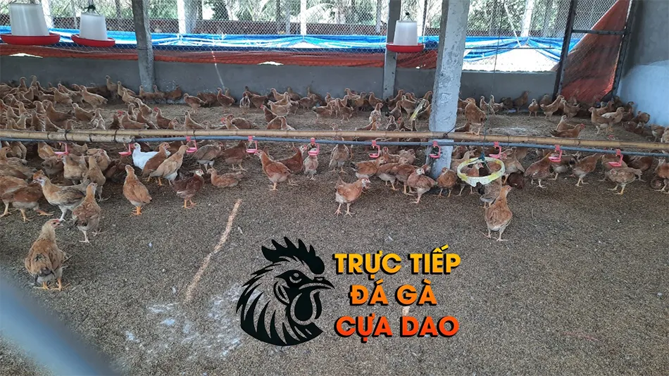 Điều kiện chuồng Trại & Vườn Thả - Tạo Môi Trường Sống Lý Tưởng TRUCTIEPDAGACUADAO