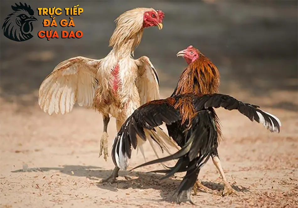 Hướng dẫn chương trình tập luyện hiệu quả cho gà nòi đá cựa sắt TRUCTIEPDAGACUADAO