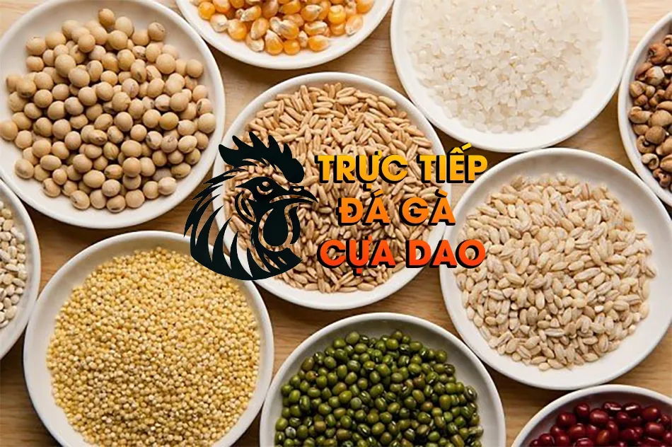 Các Công Thức Ngũ Cốc Tăng Cường Sức Mạnh Và Sức Bền Cho Gà Đá TRUCTIEPDAGACUADAO