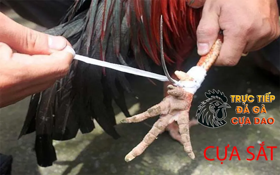 Lựa chọn cựa sắt vũ khí tối thượng của gà chiến TRUCTIEPDAGACUADAO