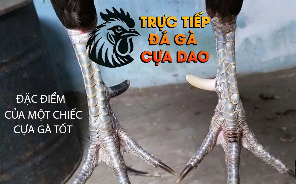 Những đặc điểm của một chiếc cựa gà tốt TRUCTIEPDAGACUADAO