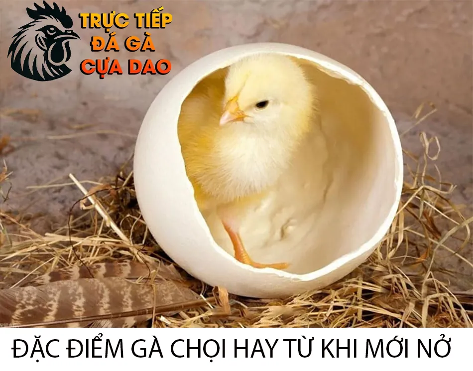 Những đặc điểm gà chọi hay từ khi mới nở TRUCTIEPDAGACUADAO