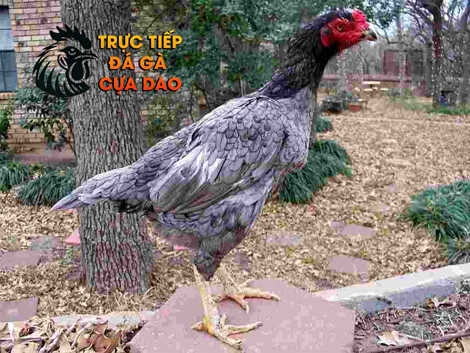 Những Đặc Điểm Nhận Biết Gà Chọi Mái Hay TRUCTIEPDAGACUADAO