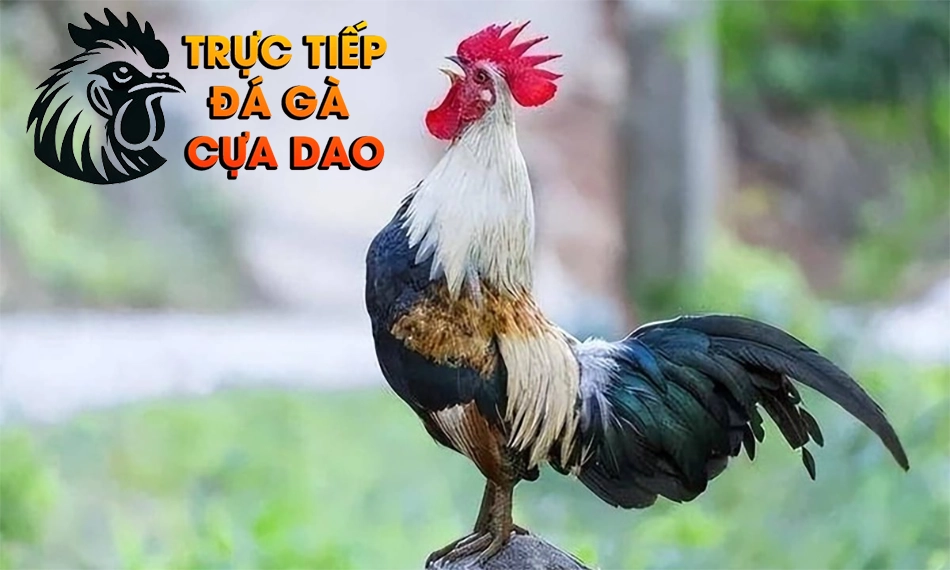 Thân hình dáng vẻ gà chọi - Khám phá bí mật qua hình thể TRUCTIEPDAGACUADAO