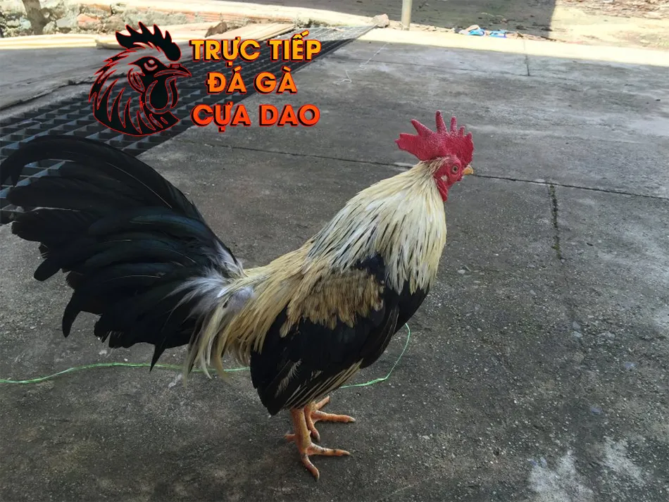 Các Dấu Hiệu Nhận Biết Gà Chọi Đang Sợ Hãi TRUCTIEPDAGACUADAO