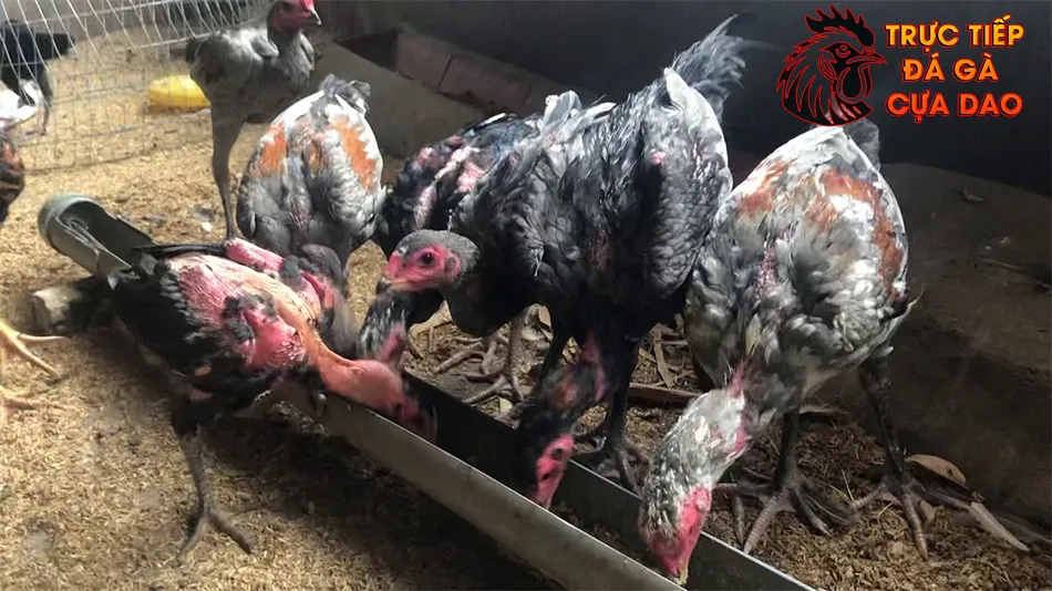 Các địa chỉ mua gà chọi uy tín trên toàn quốc TRUCTIEPDAGACUADAO