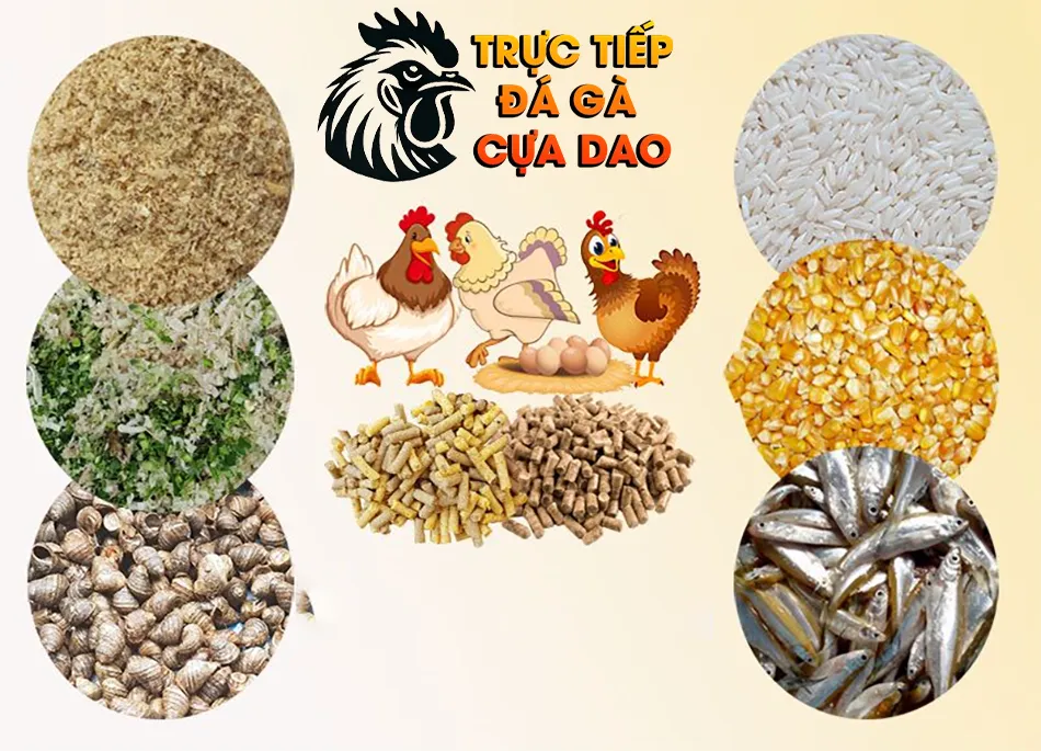 Thực Phẩm Dinh Dưỡng Cho Gà Chọi Mái Trong Giai Đoạn Sinh Sản TRUCTIEPDAGACUADAO