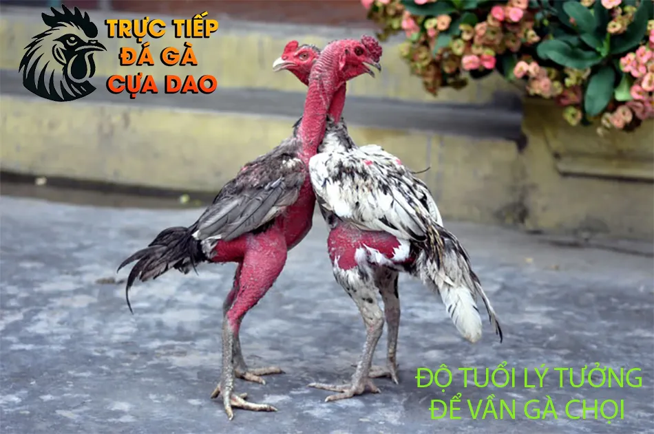 Những độ tuổi lý tưởng để vần gà chọi TRUCTIEPDAGACUADAO