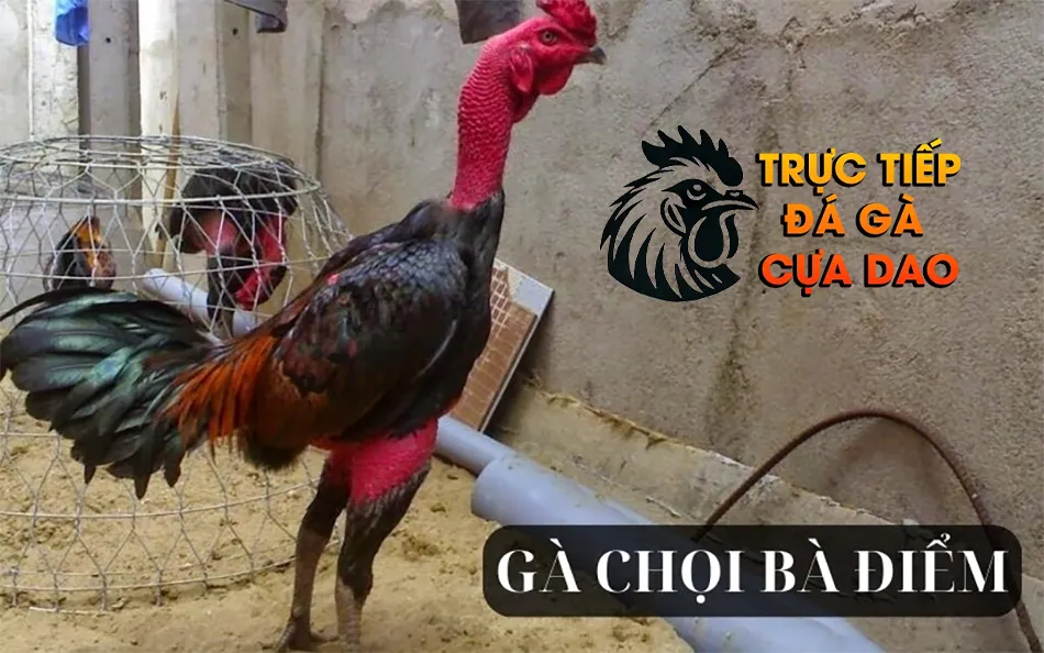 Giống Gà chọi Bà Điểm: Chiến binh của miền Nam TRUCTIEPDAGACUADAO