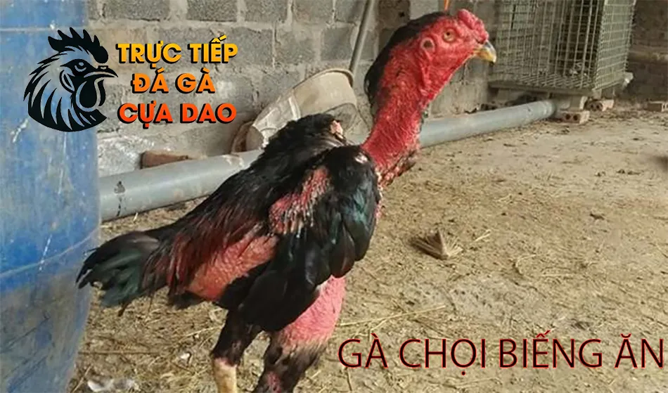 Nguyên nhân gà chọi biếng ăn TRUCTIEPDAGACUADAO