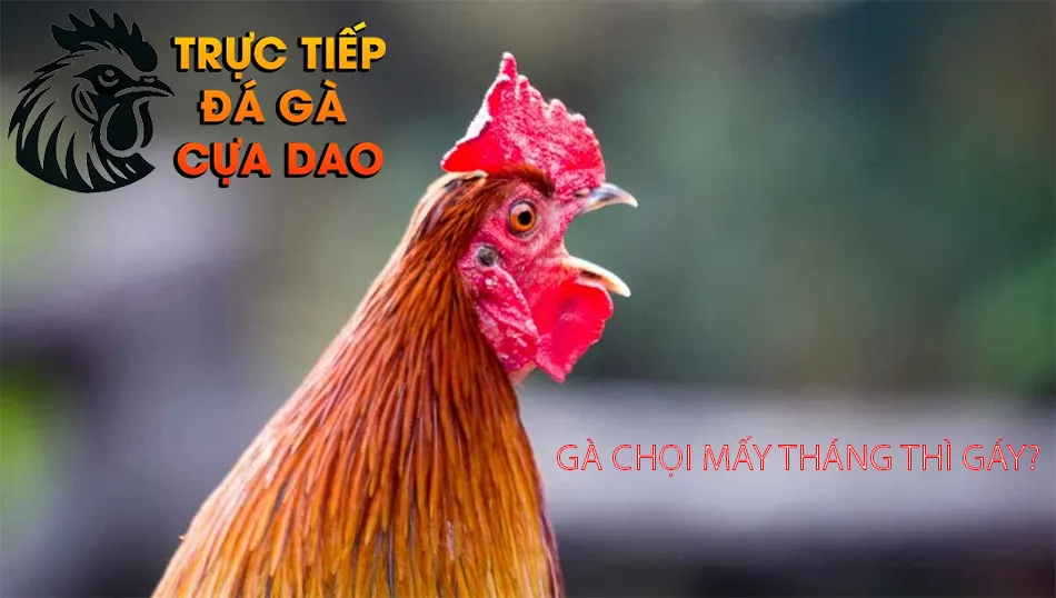 Tìm hiểu gà chọi mấy tháng thì gáy TRUCTIEPDAGACUADAO