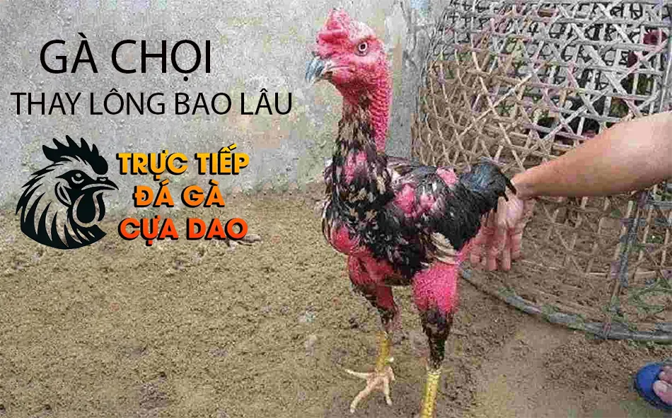 Tìm Hiểu Gà Chọi Thay Lông Bao Lâu? TRUCTIEPDAGACUADAO