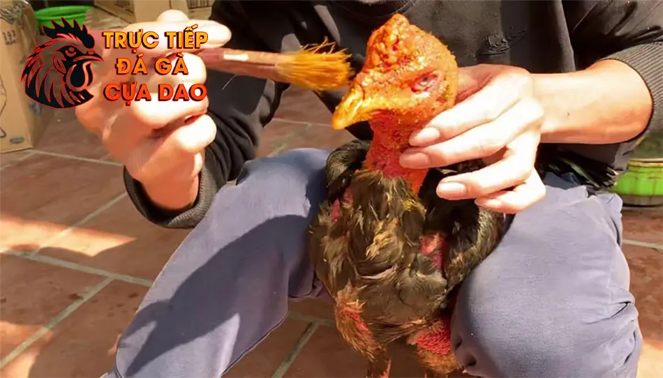 Tìm Hiểu Gà Chọi Vào Nghệ Bao Lâu Thì Đá Được? TRUCTIEPDAGACUADAO