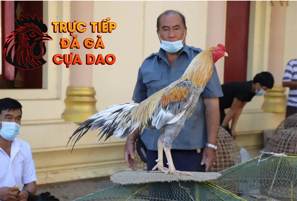  Nguồn gốc và những câu chuyện huyền bí về gà chọi xám thần TRUCTIEPDAGACUADAO