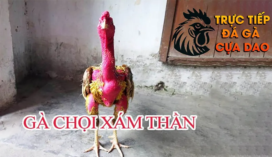 Giới thiệu Gà chọi Xám Thần - Biểu tượng sức mạnh trong văn hóa dân gian TRUCTIEPDAGACUADAO