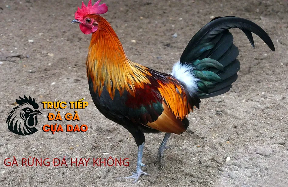 Quan sát gà rừng đá hay không: Dấu hiệu nhận biết qua ngoại hình TRUCTIEPDAGACUADAO