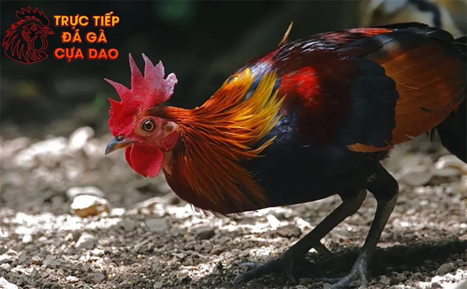 So sánh gà rừng đá và các giống gà chọi khác TRUCTIEPDAGACUADAO