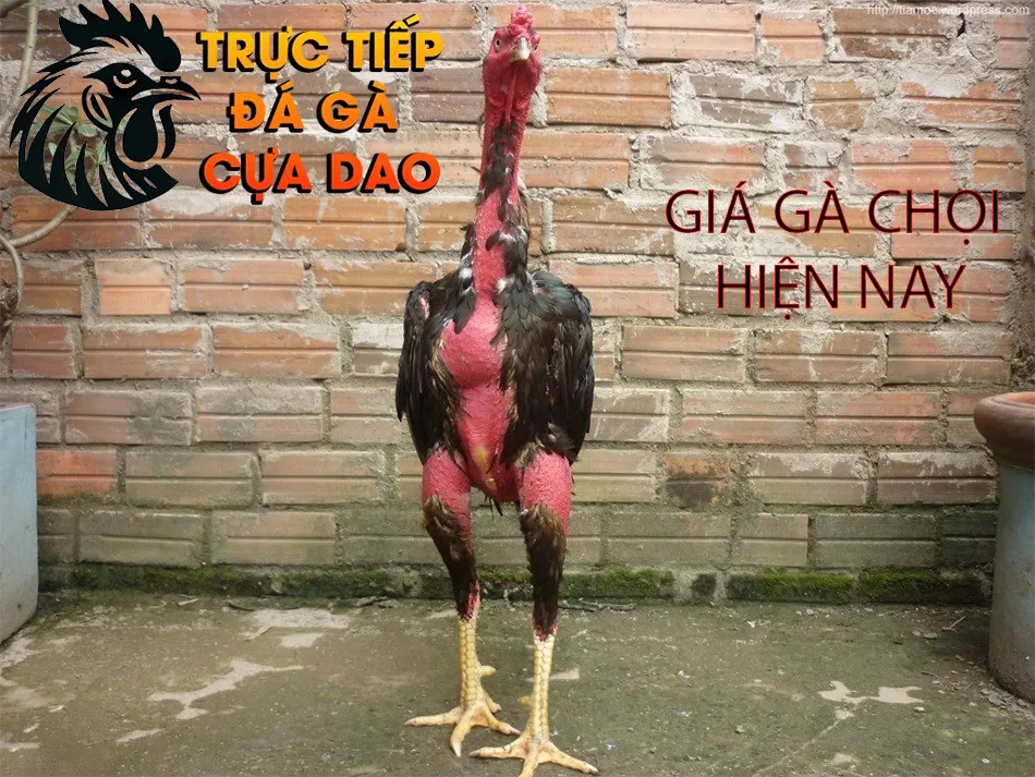 Tìm hiểu giá gà chọi hiện nay mức giá đa dạng cho từng loại gà TRUCTIEPDAGACUADAO