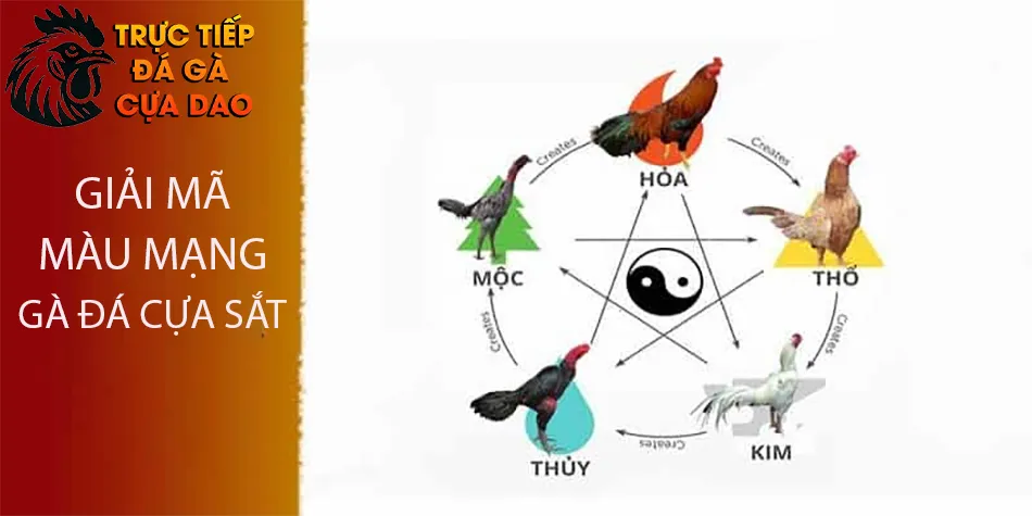 Cùng giải mã màu mạng gà đá cựa sắt: Ý nghĩa và cách xem TRUCTIEPDAGACUADAO