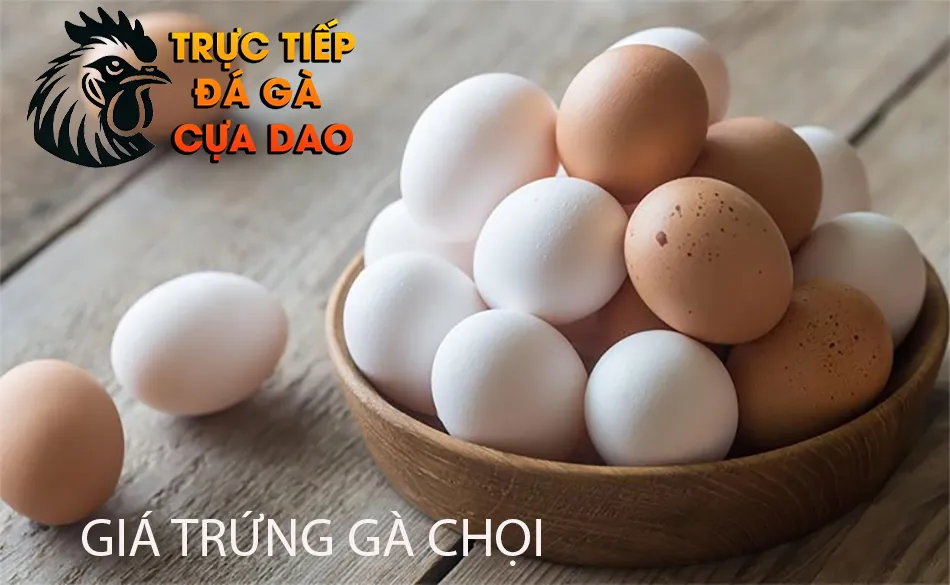 Tìm Hiểu Giá Trứng Gà Chọi: Những Yếu Tố Ảnh Hưởng và Mức Giá Tham Khảo TRUCTIEPDAGACUADAO