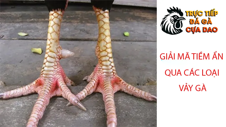 Cách giải mã sức mạnh tiềm ẩn qua các loại vảy gà TRUCTIEPDAGACUADAO