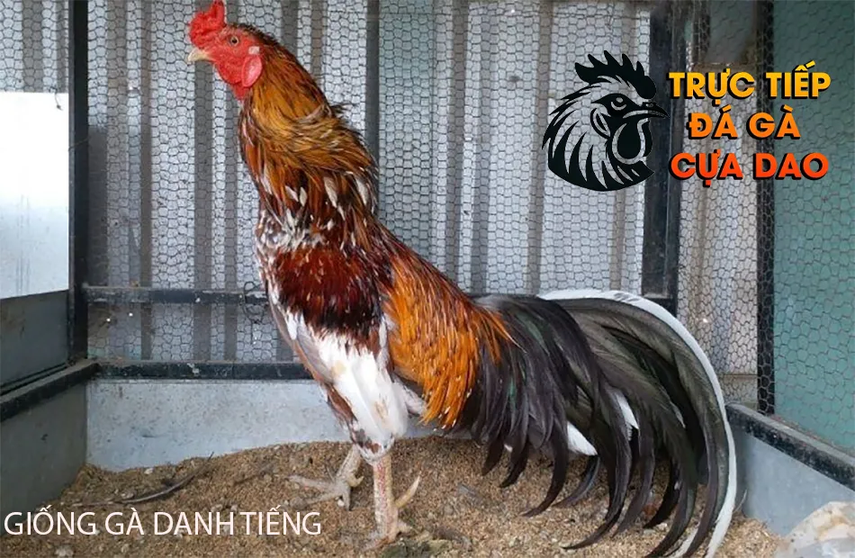 Các giống gà danh tiếng những chiến binh huyền thoại TRUCTIEPDAGACUADAO