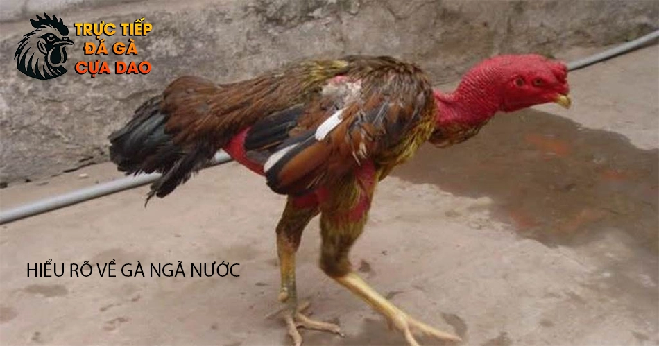 Cần hiểu rõ về ngã nước ở gà TRUCTIEPĐAGACUADAO