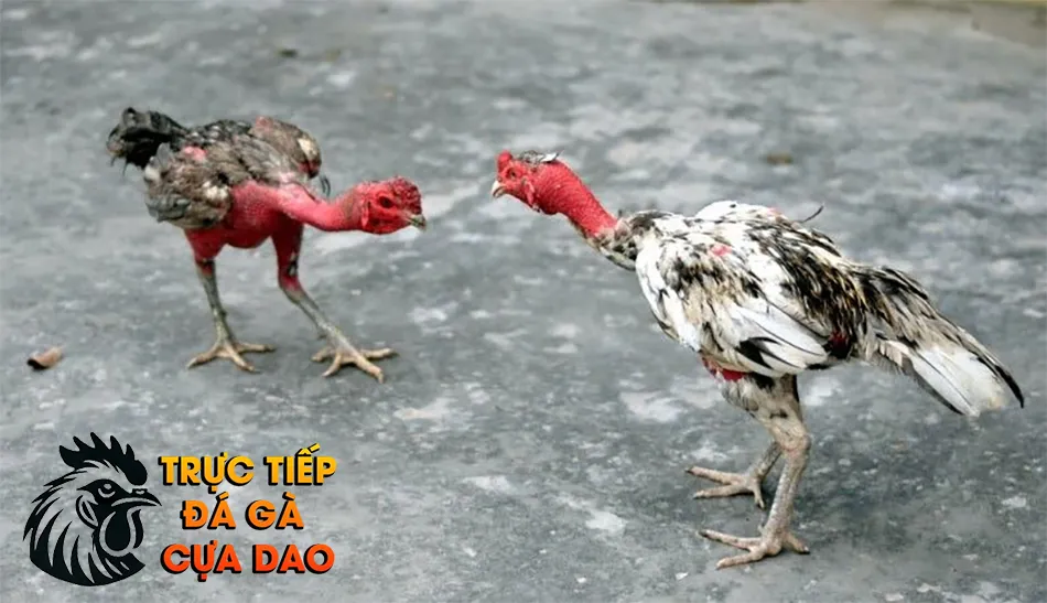 Cách huấn luyện gà chọi con từ nhỏ TRUCTIEPDAGACUADAO
