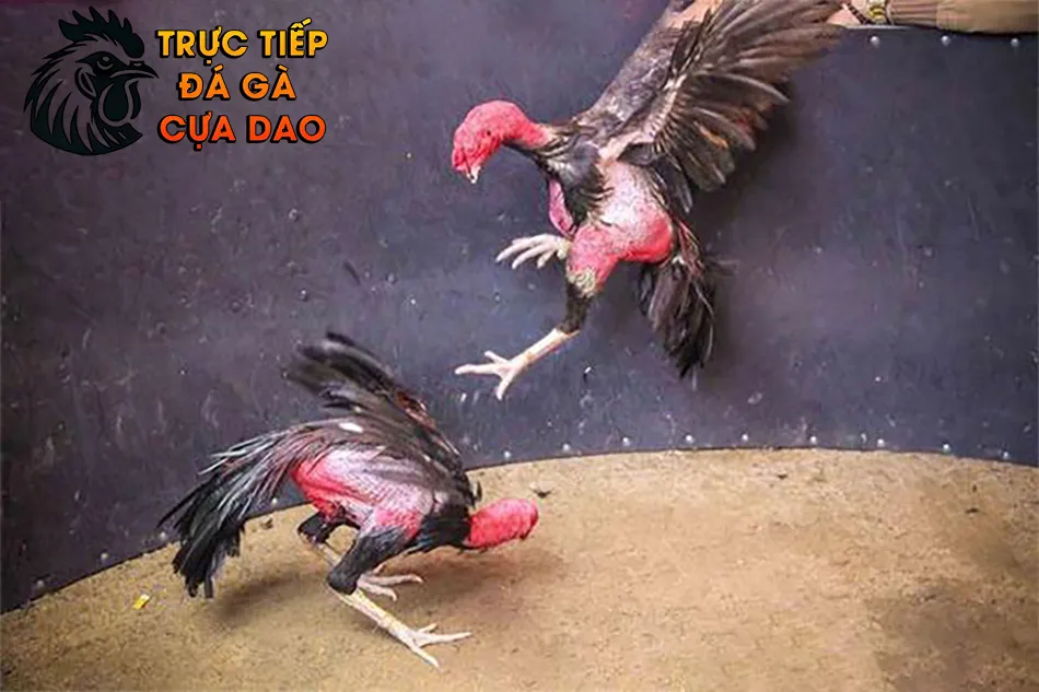 Cách Huấn Luyện Gà Chọi Sau Khi Thay Lông TRUCTIEPDAGACUADAO