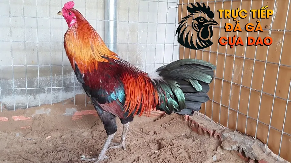 Các cách huấn luyện gà chọi trước khi vần TRUCTIEPDAGACUADAO