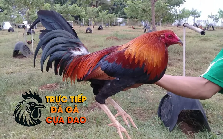 Cách hướng dẫn chi tiết cách lựa chọn gà đá cựa sắt TRUCTIEPDAGACUADAO
