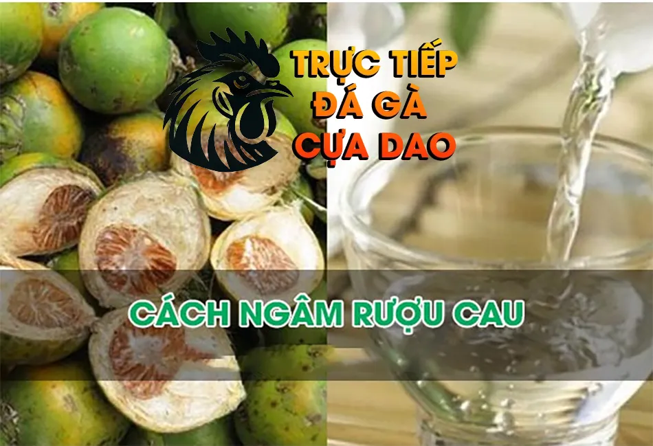 Các bước hướng dẫn ngâm rượu cau đúng cách để phát huy tối đa công dụng TRUCTIEPDAGACUADAO
