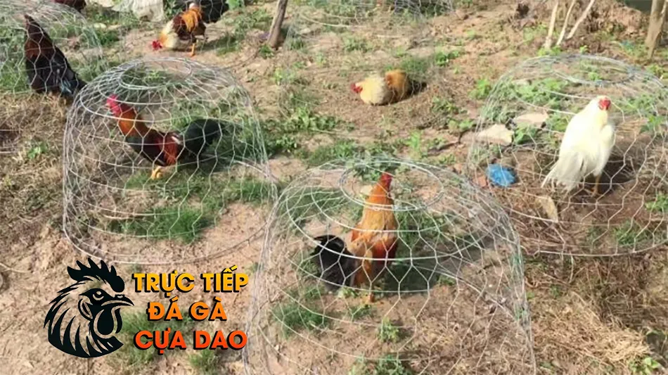 Thời điểm khi nào không nên phơi nắng gà chọi? TRUCTIEPDAGACUADAO