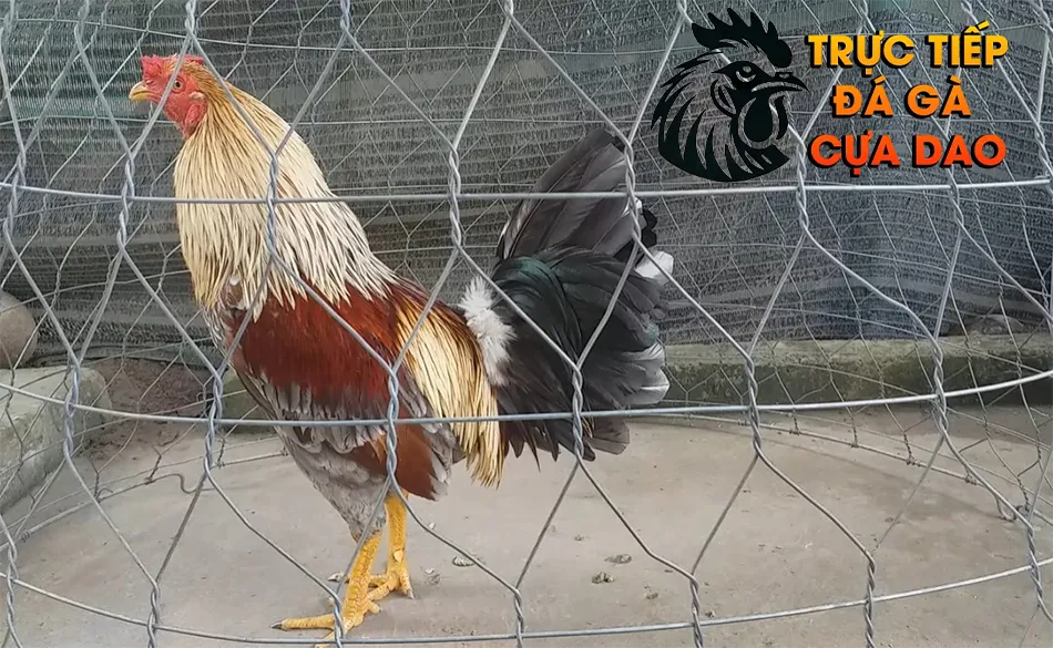 Thời điểm nào không nên phơi nắng gà chọi? TRUCTIEPDAGACUADAO