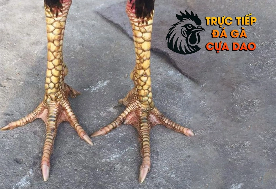 Những Kích Thước Ngón Chân Gà Đá Và Khả Năng Chiến Đấu TRUCTIEPDAGACUADAO