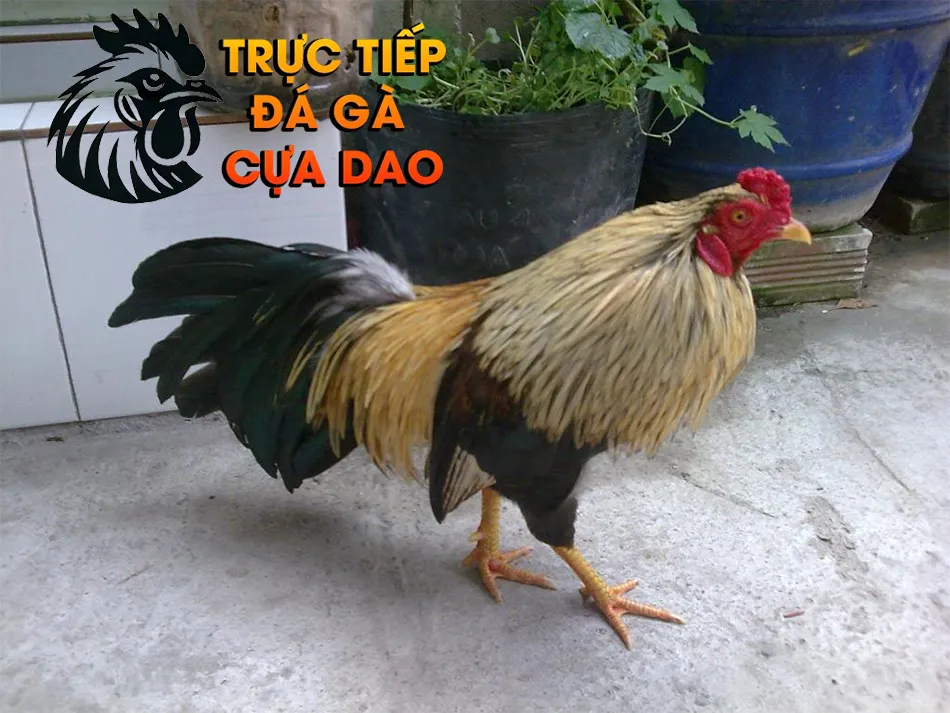 Những kinh nghiệm chọn gà đá cựa sắt từ các sư kê chuyên nghiệp TRUCTIEPDAGACUADAO