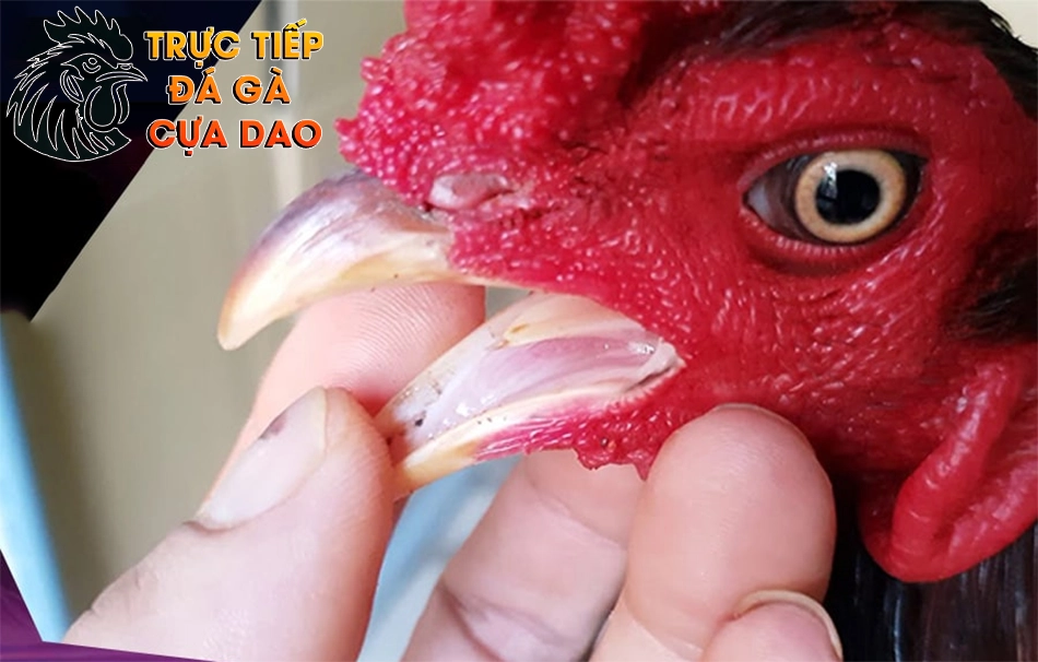 Các Kinh Nghiệm Dân Gian Về Cách Chọn Gà Chọi Qua Xem Lưỡi TRUCTIEPDAGACUADAO