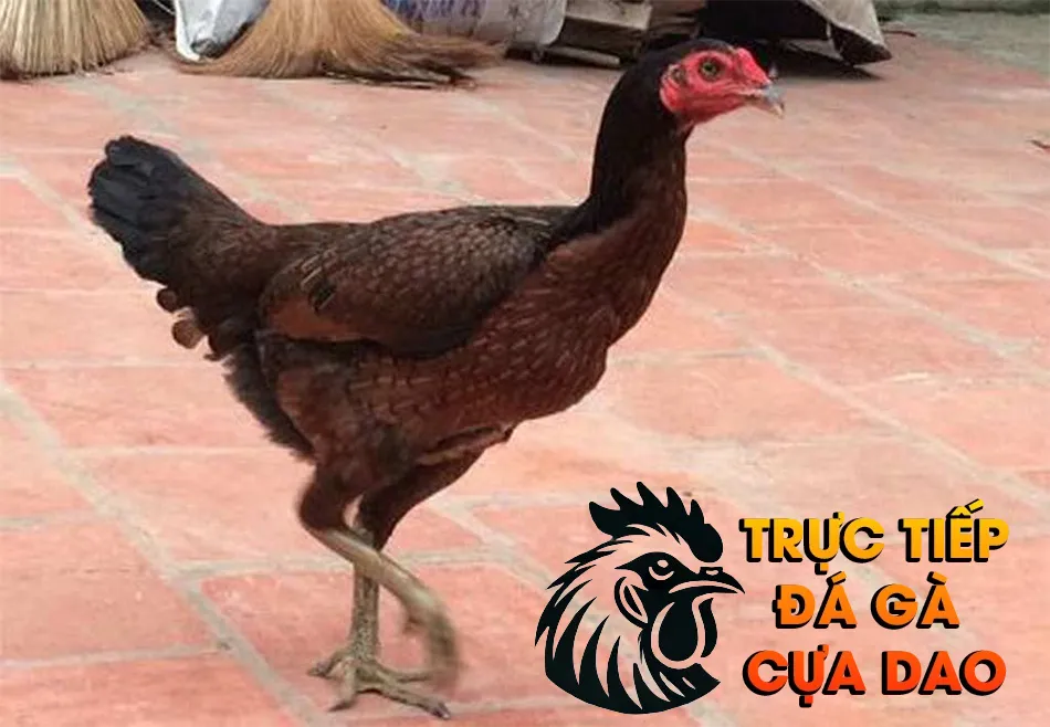 Một Số Kinh Nghiệm Nuôi Gà Chọi Mái Hay TRUCTIEPDAGACUADAO