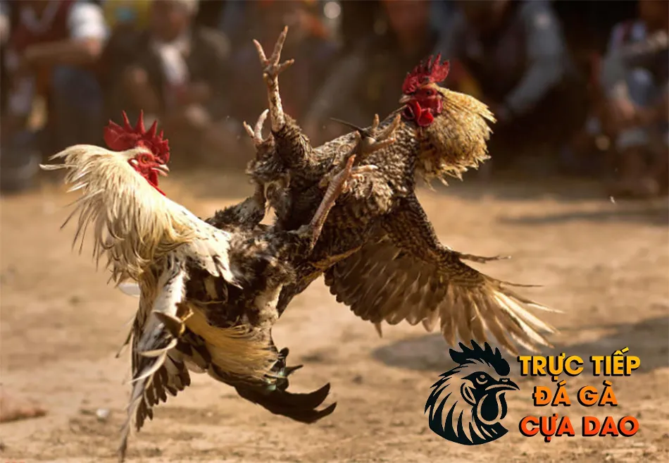 Các kỹ năng chiến đấu vũ khí tối thượng của các thần kê TRUCTIEPDAGACUADAO