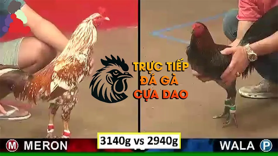 Một số kỹ năng và kinh nghiệm trong chấp điều gà chọi TRUCTIEPDAGACUADAO