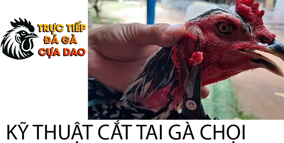 Hướng Dẫn Kỹ Thuật Cắt Tai Gà Chọi: Từ A Đến Z TRUCTIEPDAGACUADAO