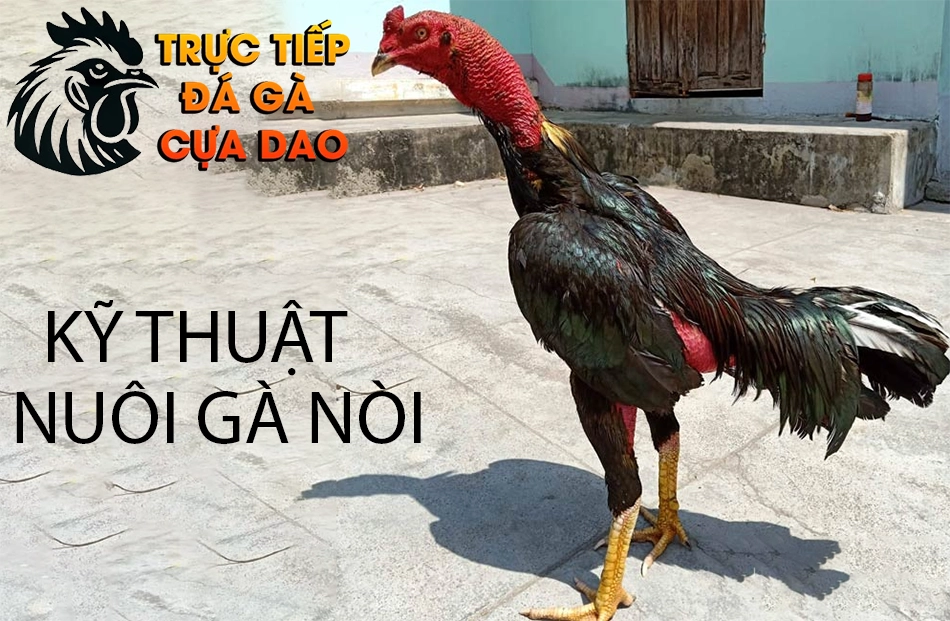 Hướng dẫn kỹ thuật nuôi gà nòi: Từ gà con đến chiến kê TRUCTIEPDAGACUADAO