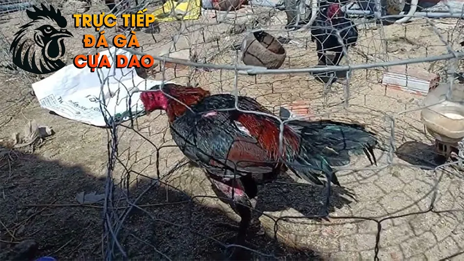 Các lợi ích vàng của việc phơi nắng cho gà chọi TRUCTIEPDAGACUADAO