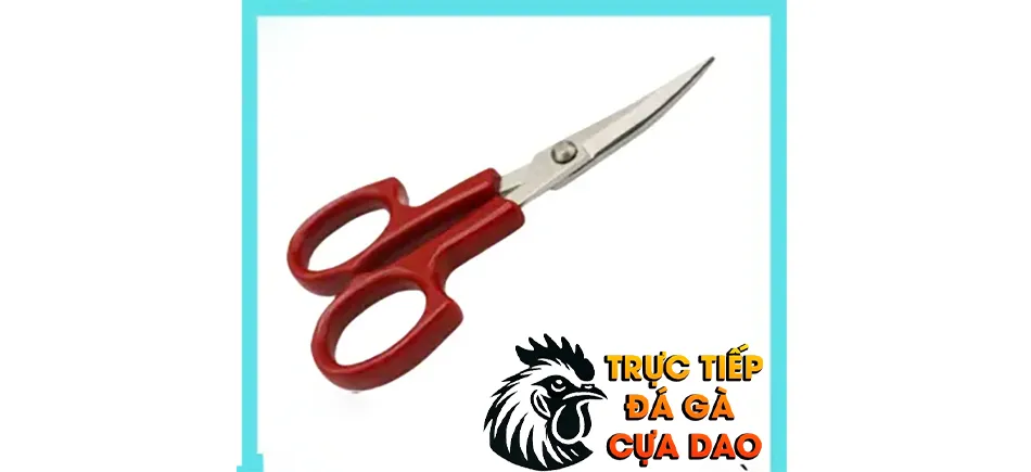 Cách Lựa Chọn Dụng Cụ Cắt Tai Gà Chọi: An Toàn Và Hiệu Quả TRUCTIEPDAGACUADAO