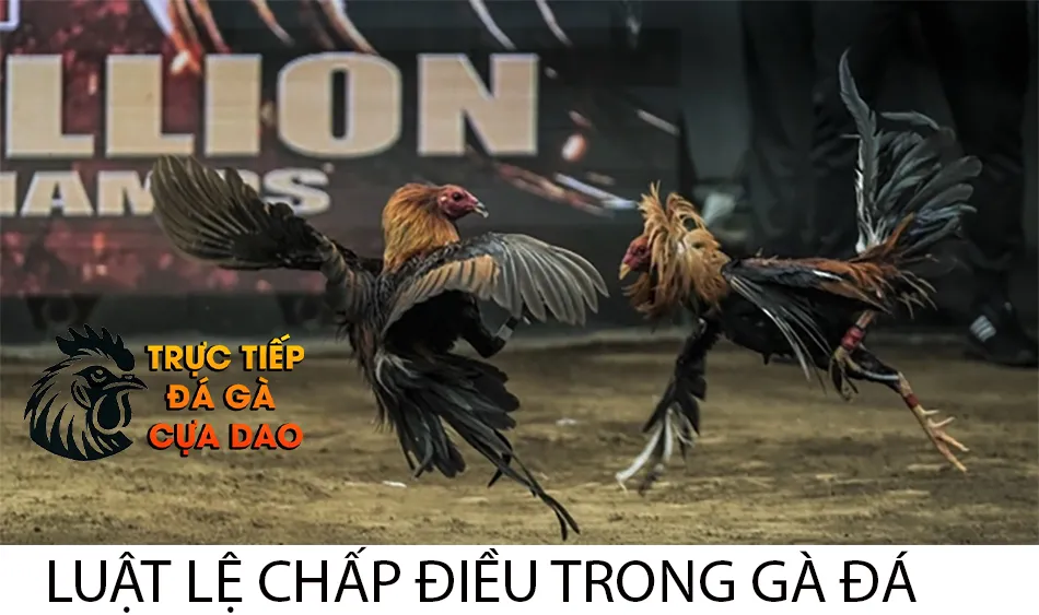 Các luật lệ chấp điều trong đá gà TRUCTIEPDAGACUADAO